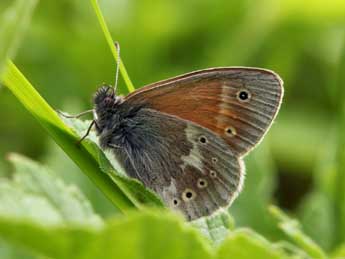 Coenonympha tullia Mller adulte - Daniel Morel