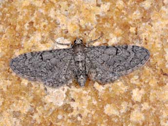 Eupithecia ultimaria Bsdv. adulte - ©Philippe Mothiron