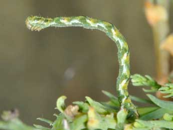  Chenille de Eupithecia ultimaria Bsdv. - ©Philippe Mothiron