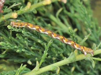  Chenille de Eupithecia ultimaria Bsdv. - ©Philippe Mothiron