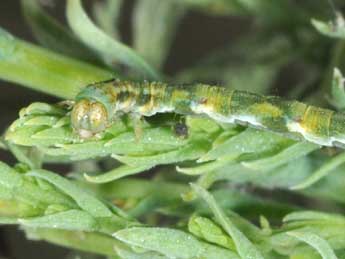  Chenille de Eupithecia ultimaria Bsdv. - ©Philippe Mothiron