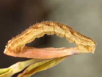  Chenille de Eupithecia undata Frr - Wolfgang Wagner, www.pyrgus.de