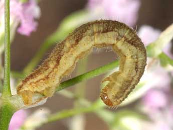  Chenille de Eupithecia undata Frr - Wolfgang Wagner, www.pyrgus.de