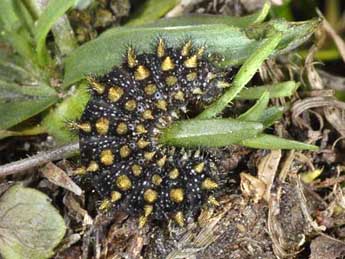  Chenille de Melitaea varia H.-S. - ©Wolfgang Wagner, www.pyrgus.de