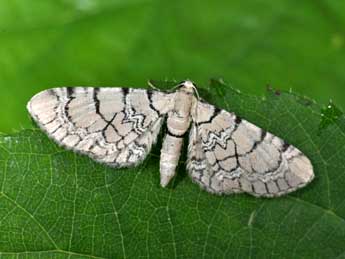 Eupithecia venosata F. adulte - Philippe Mothiron