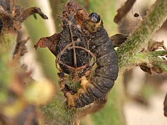  Chenille de Eupithecia veratraria Grasl. - Philippe Bachelard