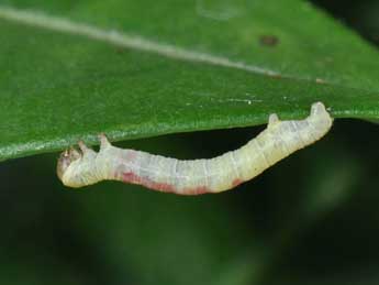  Chenille de Acasis viretata Hb. - ©Philippe Mothiron