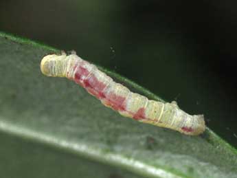  Chenille de Acasis viretata Hb. - ©Philippe Mothiron