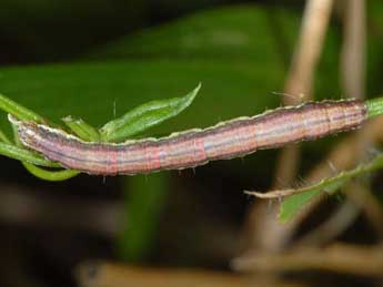  Chenille de Phibalapteryx virgata Hfn. - Wolfgang Wagner, www.pyrgus.de