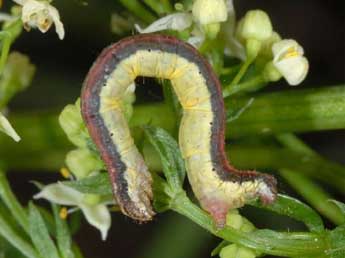  Chenille de Phibalapteryx virgata Hfn. - ©Wolfgang Wagner, www.pyrgus.de