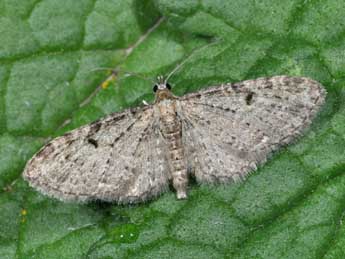 Eupithecia virgaureata Dbld. adulte - ©Philippe Mothiron