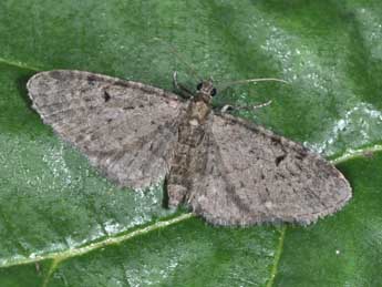 Eupithecia virgaureata Dbld. adulte - ©Philippe Mothiron