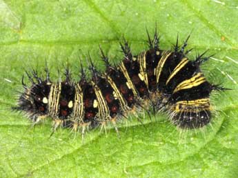  Chenille de Vanessa virginiensis Drury - ©Wolfgang Wagner, www.pyrgus.de