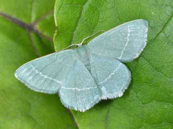 Chlorissa viridata L. adulte - Philippe Mothiron