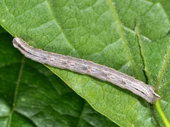  Chenille de Horisme vitalbata D. & S. - ©Philippe Mothiron