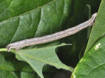  Chenille de Horisme vitalbata D. & S. - ©Philippe Mothiron