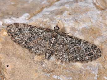 Eupithecia abbreviata Stph. adulte - Philippe Mothiron