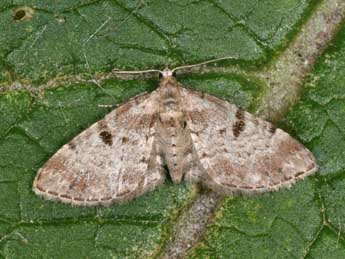 Eupithecia abietaria Gze adulte - Philippe Mothiron