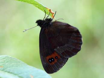 Erebia aethiops Esp. adulte - Daniel Morel