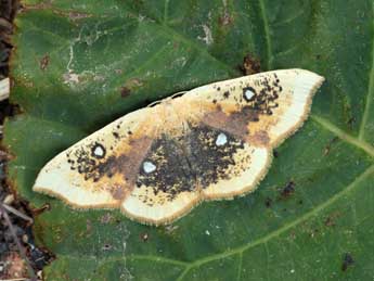 Cyclophora albiocellaria Hb. adulte - Daniel Morel