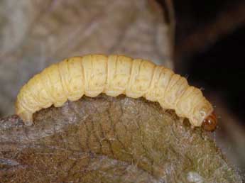  Chenille de Perizoma albulata D. & S. - ©Wolfgang Wagner, www.pyrgus.de