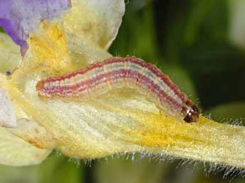  Chenille de Perizoma alchemillata L. - ©Wolfgang Wagner, www.pyrgus.de