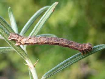  Chenille de Antilurga alhambrata Stgr - ©Tristan Lafranchis