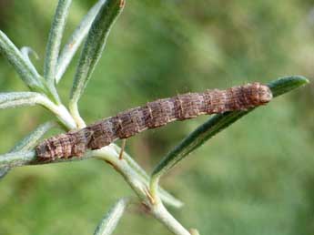  Chenille de Antilurga alhambrata Stgr - Tristan Lafranchis