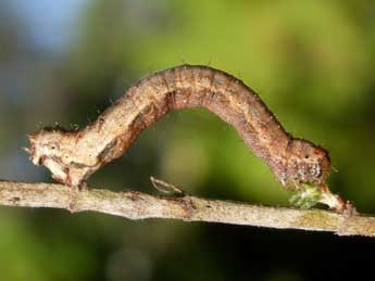  Chenille de Antilurga alhambrata Stgr - ©Tristan Lafranchis