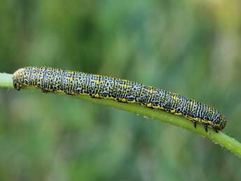  Chenille de Lycia alpina Sulz. - Lionel Taurand