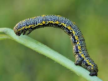  Chenille de Lycia alpina Sulz. - ©Lionel Taurand