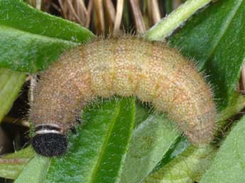  Chenille de Pyrgus alveus Hb. - ©Wolfgang Wagner, www.pyrgus.de