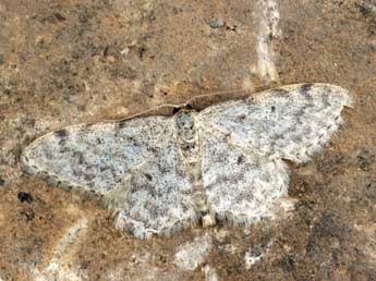 Idaea alyssumata Mill. adulte - Daniel Morel