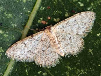 Idaea alyssumata Mill. adulte - ©Daniel Morel