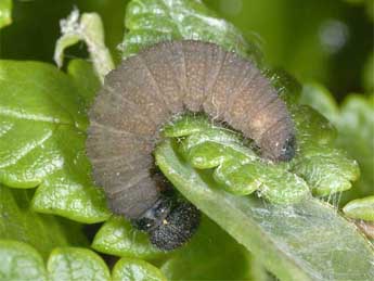  Chenille de Pyrgus andromedae Wallengren - ©Wolfgang Wagner, www.pyrgus.de