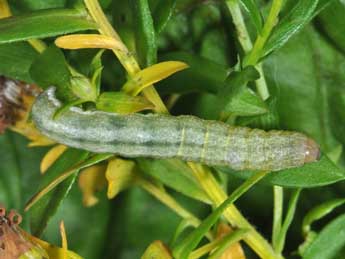  Chenille de Polymixis argillaceago Hb. - ©Philippe Mothiron