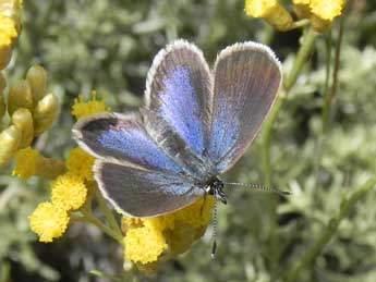 Plebejus argus L. adulte - ©Philippe Mothiron