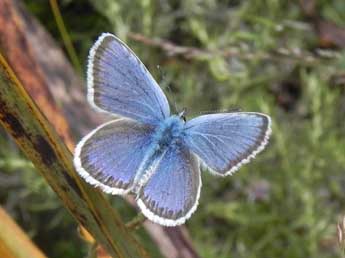 Plebejus argus L. adulte - ©Philippe Mothiron