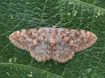 Scopula asellaria H.-S. adulte - Lionel Taurand