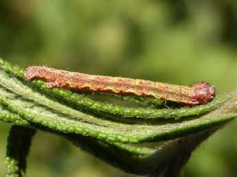  Chenille de Rhoptria asperaria Hb. - Tristan Lafranchis