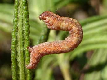  Chenille de Rhoptria asperaria Hb. - ©Tristan Lafranchis