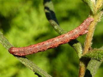  Chenille de Rhoptria asperaria Hb. - ©Tristan Lafranchis