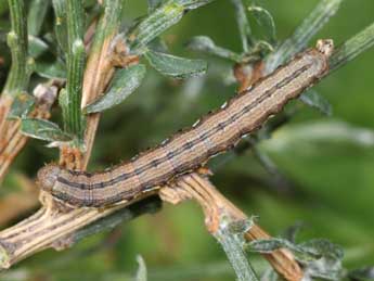  Chenille de Isturgia assimilaria Rbr - ©Philippe Mothiron