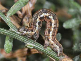  Chenille de Isturgia assimilaria Rbr - ©Philippe Mothiron