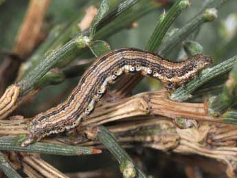  Chenille de Isturgia assimilaria Rbr - ©Philippe Mothiron