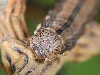  Chenille de Isturgia assimilaria Rbr - ©Philippe Mothiron