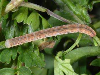  Chenille de Odezia atrata L. - Wolfgang Wagner, www.pyrgus.de