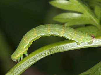  Chenille de Odezia atrata L. - Wolfgang Wagner, www.pyrgus.de