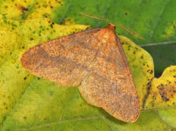 Phigaliohybernia aurantiaria Hb. adulte - ©Philippe Mothiron