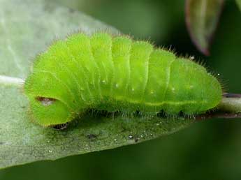  Chenille de Callophrys avis Chap. - Yoann Pelouard